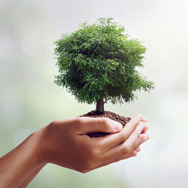 Albero nelle mani