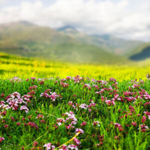 Paesaggio con fiori